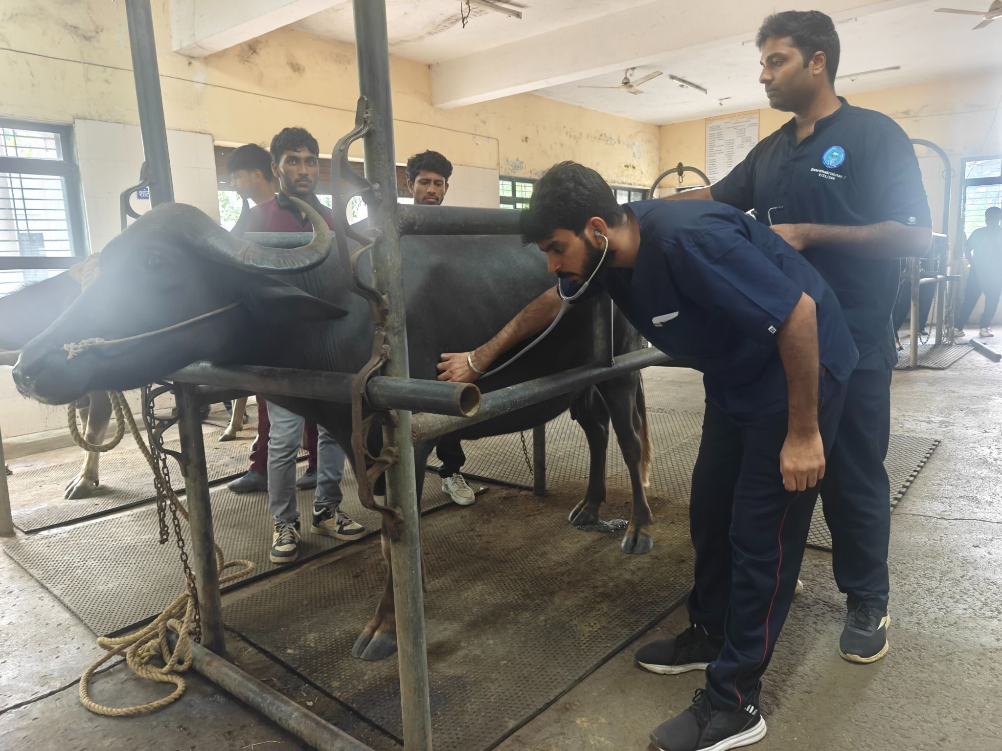 Medicine Veterinary Clinical Complex OPD Ward1